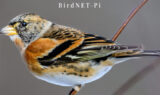 hadimg_bird_id_feat