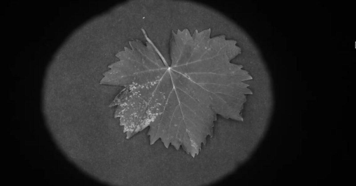 multi-spectral-test-video