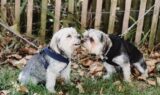 Adorable-Dogs
