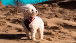 dog-hair-windy-fi